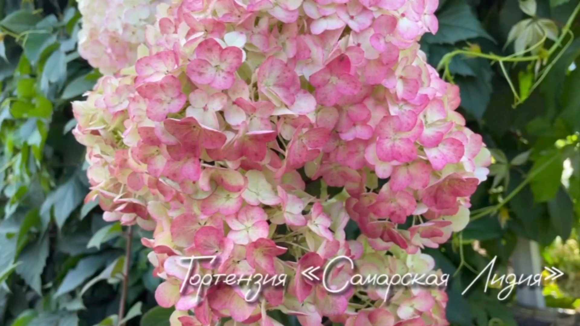 Самарская Лидия, метельчатая гортензия смотреть онлайн