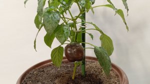 Перец сорта - Трюфелек шоколадный. Выращивание на окне.