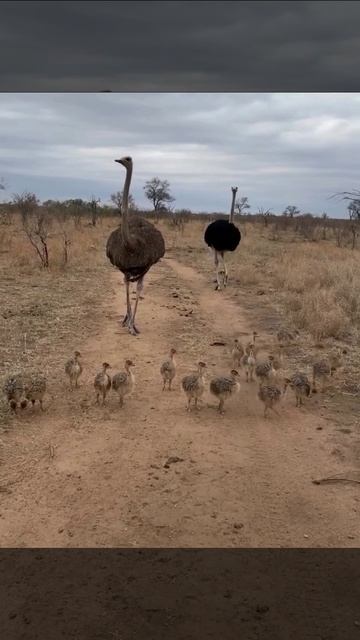 Африканский страус