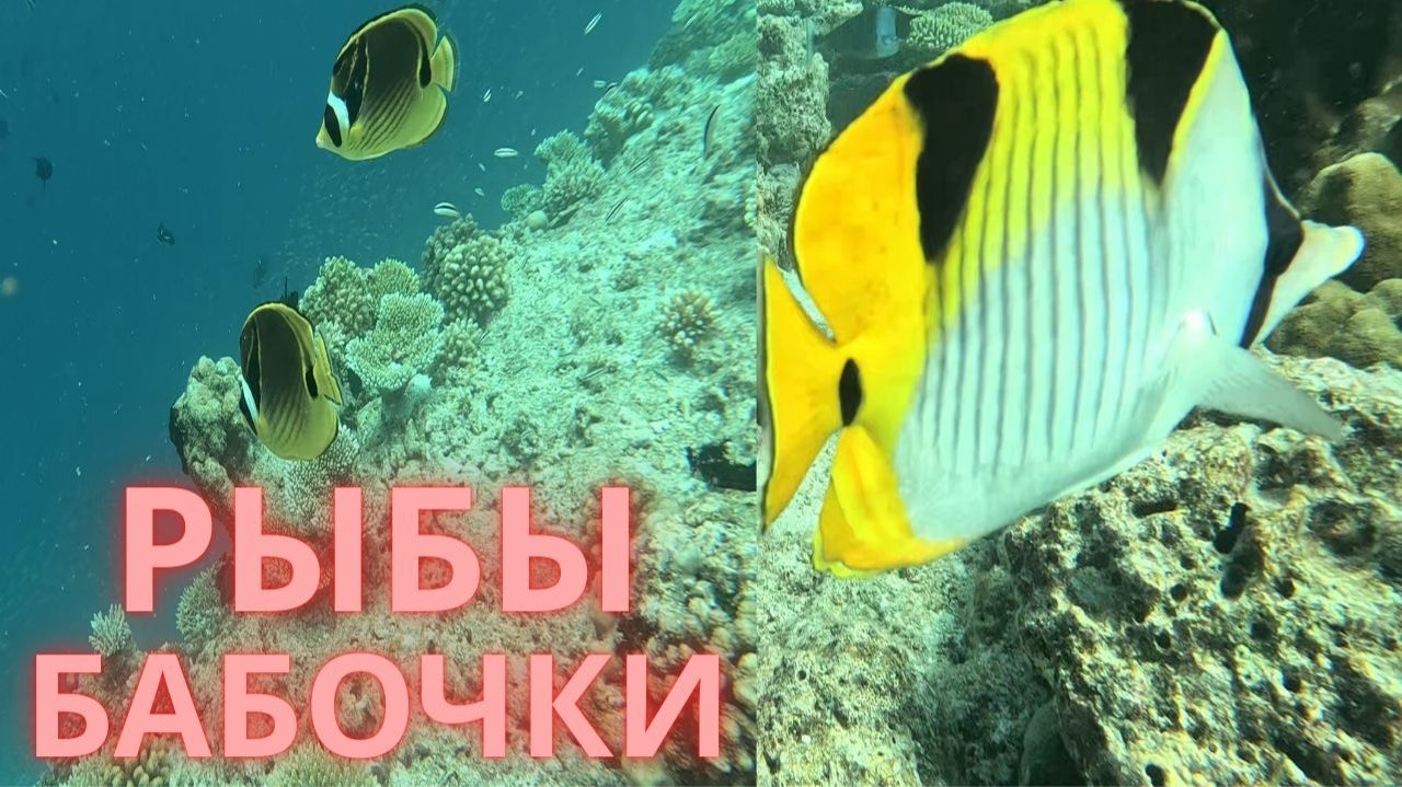 Рыбы-бабочки на домашнем рифе смотреть онлайн