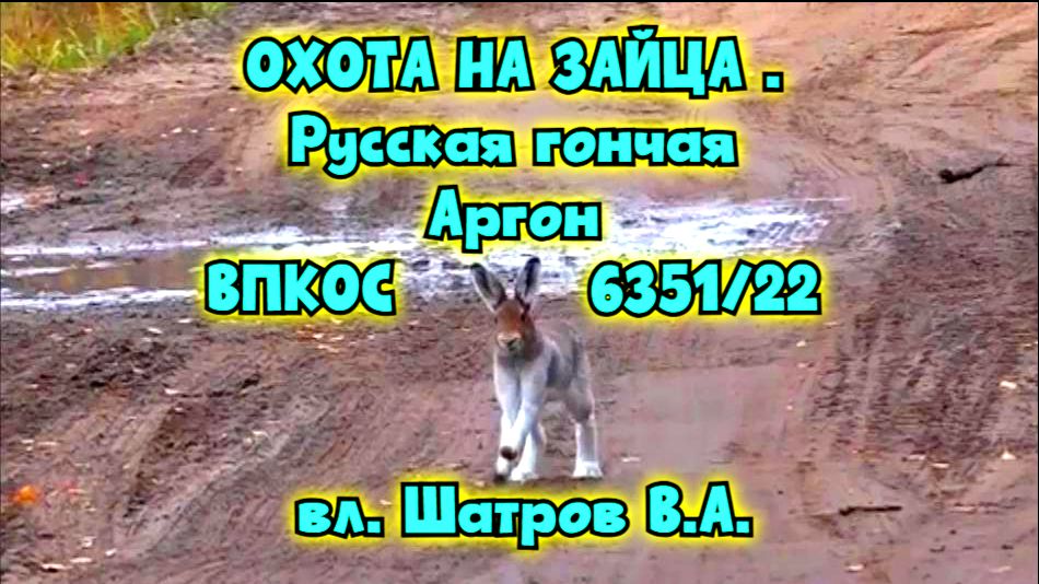 ОХОТА НА ЗАЙЦА .Русская гончая Аргон ВПКОС 6351/22 вл. Шатров В.А.#охотасгончей#собака#топ#hunting смотреть онлайн