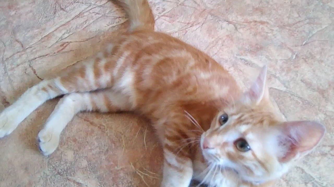 МАЛЕНЬКИЙ ПИТОМЕЦ РЫЖИЙ КОТИК ПУШОК смотреть онлайн