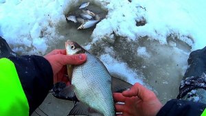 НАРВАЛСЯ НА СТАЙКУ БЕЛИ!!!ЧЁРТИК РУЛИТ!!!🔥