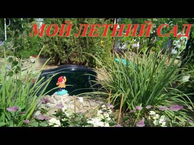 ОБЗОР САДА, АВГУСТ 2017, ЧАСТЬ ПЕРВАЯ. ВИНОГРАД ПОСПЕЛ смотреть онлайн