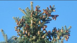 Мороз и солнце....❄🕊❄
С праздником!!! ❄🕊☃️