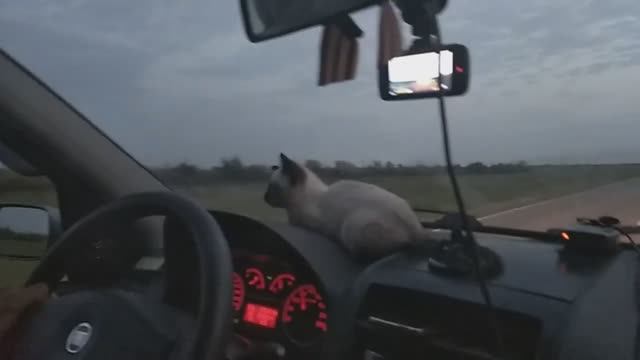 Везли кошку с Алтайского края) смотреть онлайн