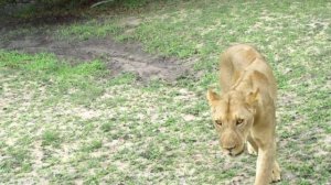 Сафари с хищниками