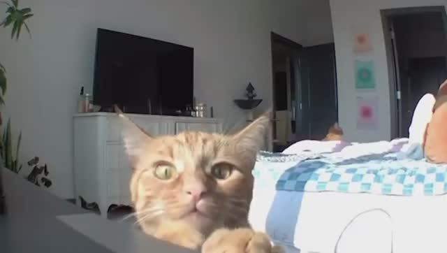 ТАЙНАЯ ЖИЗНЬ ДОМАШНИХ ЖИВОТНЫХ СНЯТАЯ НА КАМЕРУ. смотреть онлайн