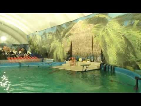 ДЕЛЬФИНАРИЙ В АСТРАХАНИ Выступление дельфинов и морских котиков смотреть онлайн