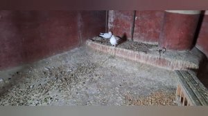 1000107939.mp4 Зима..голуби И.Т.