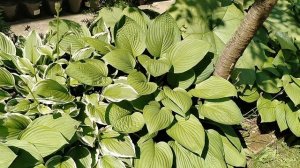 Хосты зелёные простые в массиве.