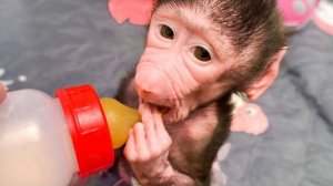 Николь РАСТЕТ ИНТЕЛЛИГЕНТНОЙ гамадрилой, такая аккуратная малышка!))