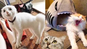 СМЕШНЫЕ КОТЫ 2026, ЛУЧШИЕ ПРИКОЛЫ С КОТАМИ, КОШКИ, ВЕСЁЛАЯ ПОДБОРКА ПРИКОЛОВ С ЖИВОТНЫМИ 😂