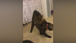 КОГДА ЖИВОТНЫЕ ИСПУГАЛИСЬ БЕЗ ПРИЧИНЫ.