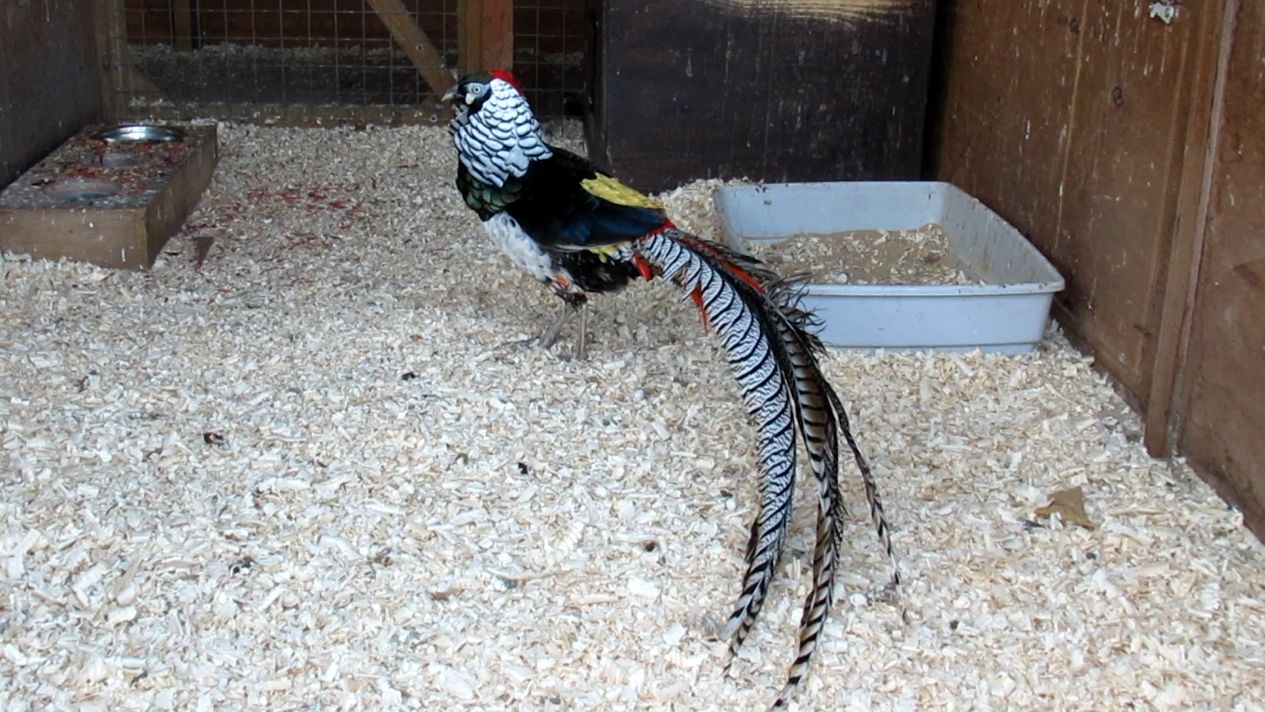 Алмазный фазан на зимней квартире. Сказочная птица смотреть онлайн