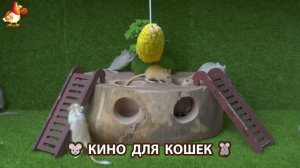 Видео для кошек про крысок развлекать питомцев 🐭🐀😂 (433)