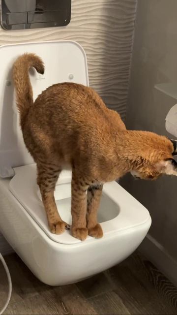 Как ходят в туалет каракалы, каракеты. приучаем к унитазу кошку смотреть онлайн