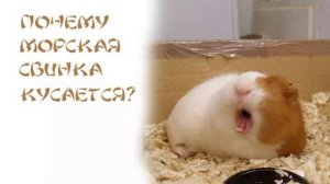 ПОЧЕМУ морская свинка может УКУСИТЬ???/Морская Свинка Орешек