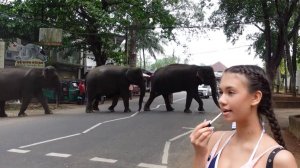 СЛОНЫ с расстояния ВЫТЯНУТОЙ РУКИ😱 Шри-Ланка🌴☀️