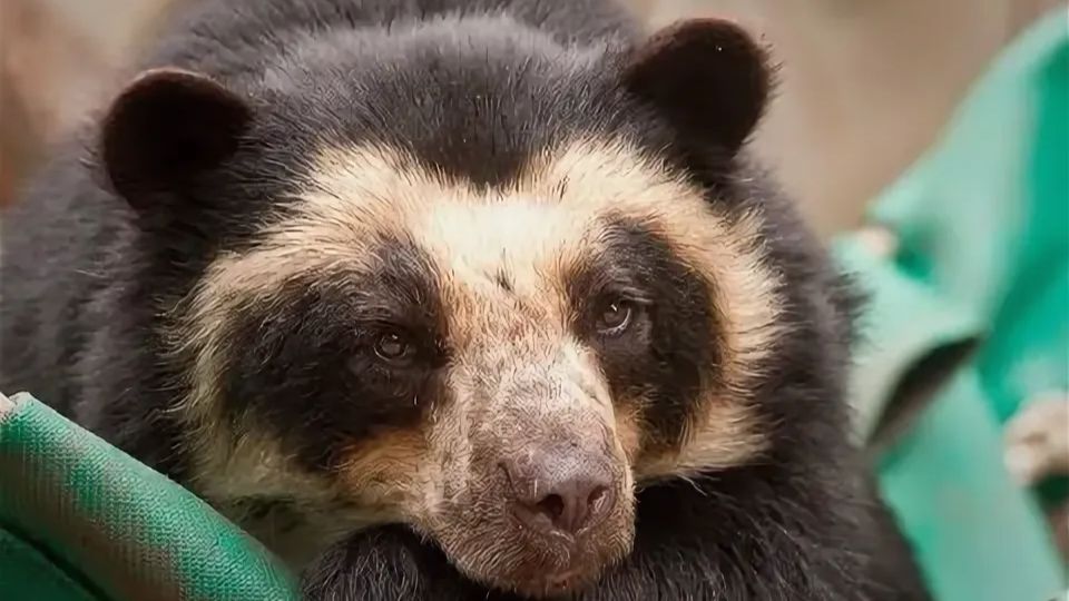 Обучающий фильм про медведей. Часть 2. Видеоурок смотреть онлайн