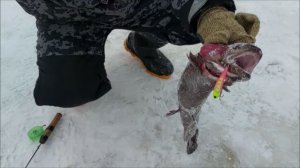 Форели надо предлагать приманки отличающиеся от других. Клёвое место, Лосиный остров, нижний водоём.