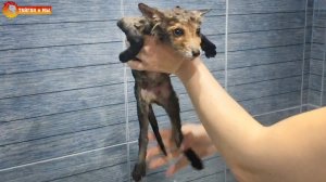 Приключения сироток лисят перед поездкой в Тайган. 2020