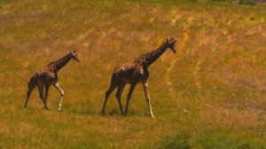 ЭТА МУЗЫКА ПРИНОСИТ СПОКОЙСТВИЕ И УМИРОТВОРЕНИЕ, СПОСОБСТВУЯ БЫСТРОМУ ЗАСЫПАНИЮ