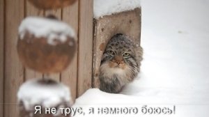 Я не трус, я просто, немного боюсь! Котята манулов робко выходят из заснеженных домиков.