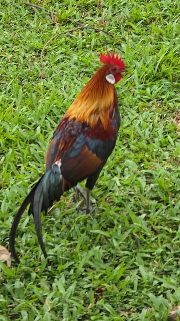 Сингапурский петух