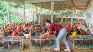 Купите более 100 цыплят и много яиц на птицеферме. Доставьте цыплят на рынок на грузовике.