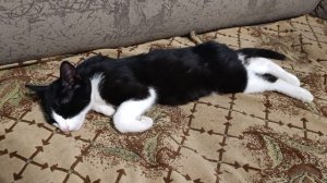 Мухаморчик спит