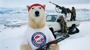 Моржи и медведи на защите Гренландии.