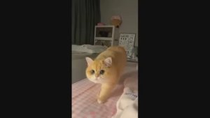 Приколы с котами С ОЗВУЧКОЙ СМЕШНЫЕ КОТЫ Самые смешные животные До слёз.