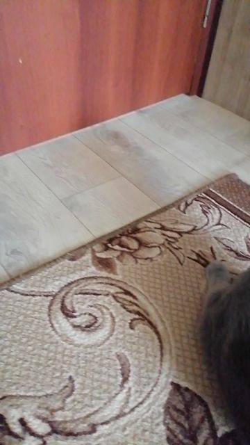 VID_20260118_143313.mp4 смотреть онлайн