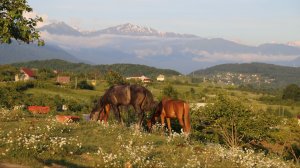 The song "Krasnaya Volya - Durnabel" in English