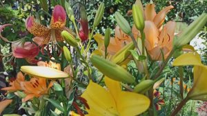 Что любят лилии. Лето 2025г.