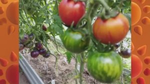 Каталог томатов на 2026 год.Часть 18. г. Киров.  т. 89229284031