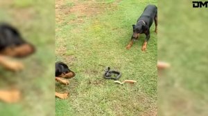 Самые редкие и невероятные видео интернета! Видео из интернета.