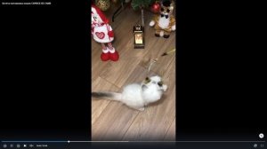 Котята питомника кошек  CAPRICE DE L`AME