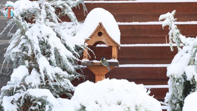 Zoochosis ПАНДА в нашем дворе ! 1 серия смотреть онлайн