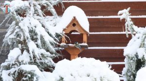 Zoochosis ПАНДА в нашем дворе ! 1 серия