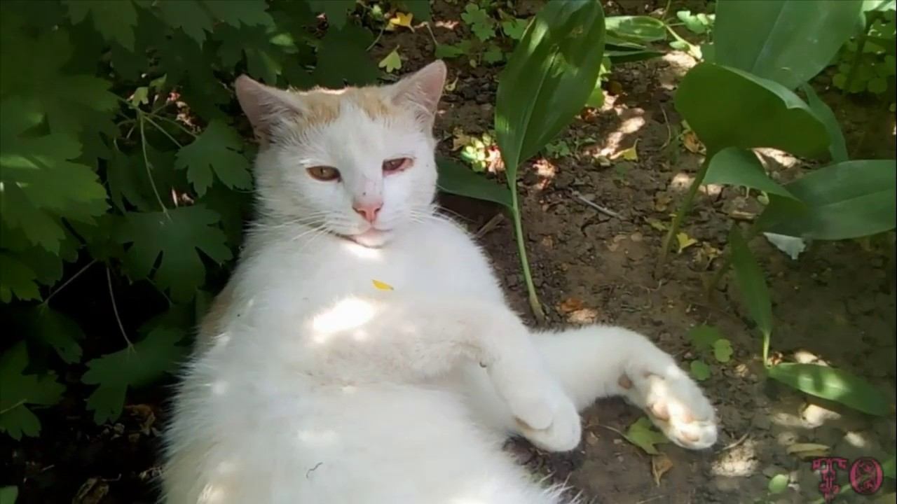 НАШИ ДОМАШНИЕ ПИТОМЦЫ РАДУЮТСЯ СОЛНЫШКУ, КОТЯТА ПОДРАСТАЮТ смотреть онлайн