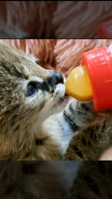 Как кормят маленький Сервалов/Саванн смотреть онлайн