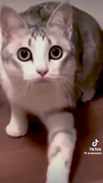 Кот проглот смотреть онлайн