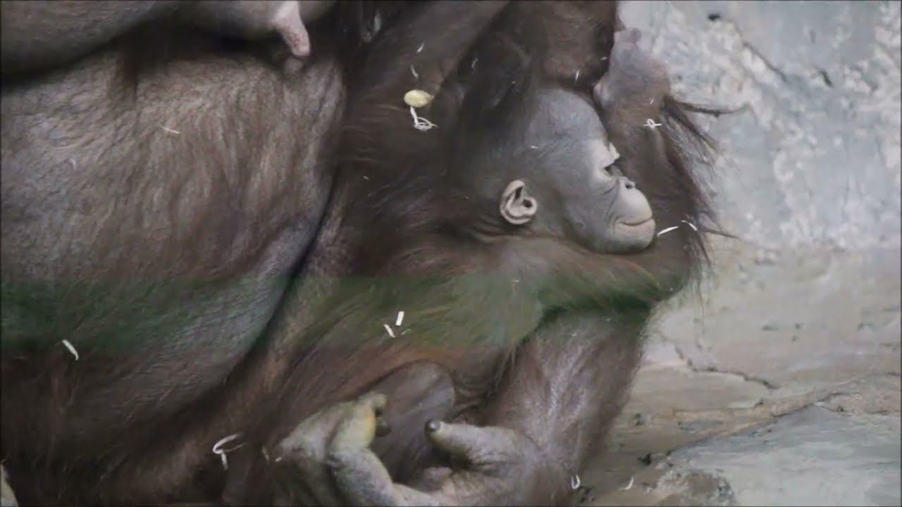 Красавица Мишель показывает свою куколку Бушель 12.01.2026 смотреть онлайн