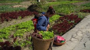 Мама поневоле. Дуонг. Труд дома и забота о ребенке. Торговля на рынке салатом. Серия 32