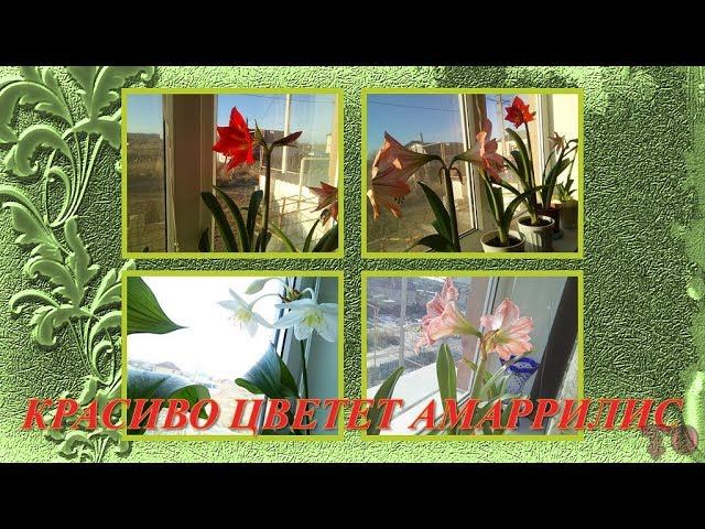 КРАСИВО ЦВЕТЕТ АМАРИЛЛИС ОБЗОР, ГИППЕРАСТРУМ В ДОМАШНИХ УСЛОВИЯХ смотреть онлайн