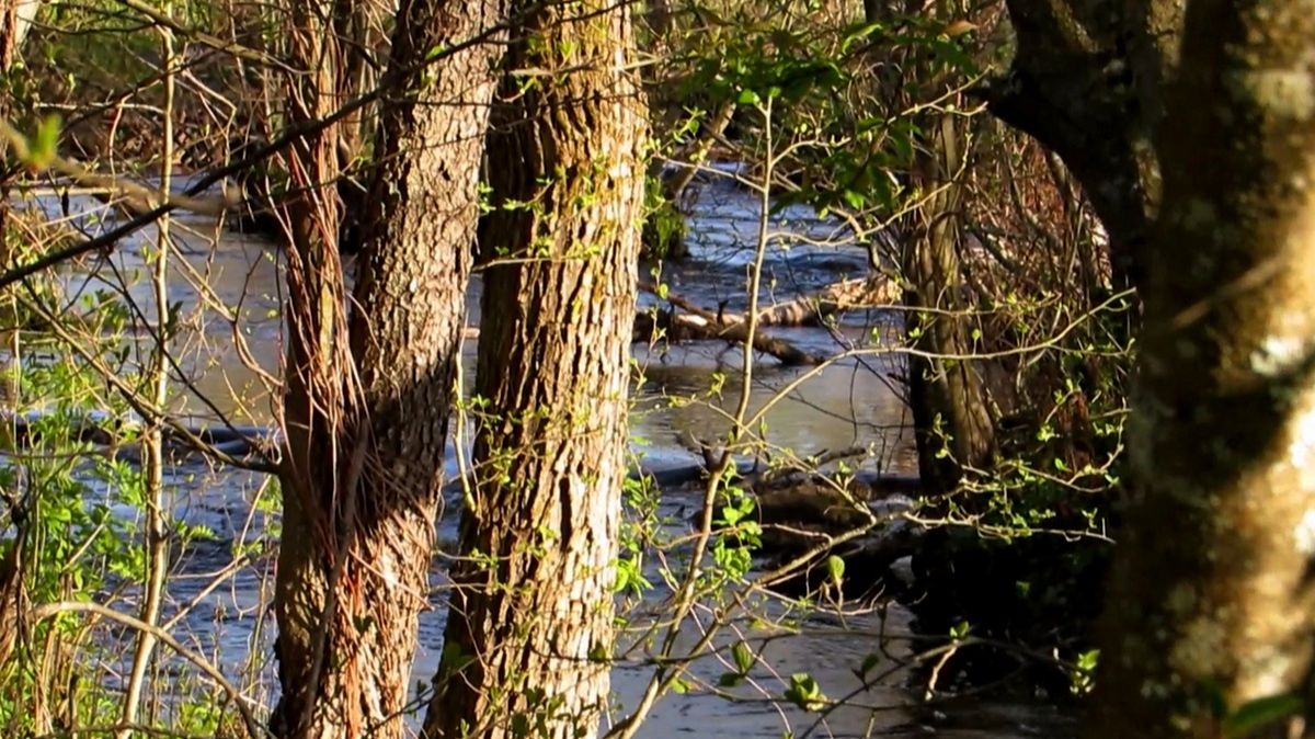 Лесная река смотреть онлайн