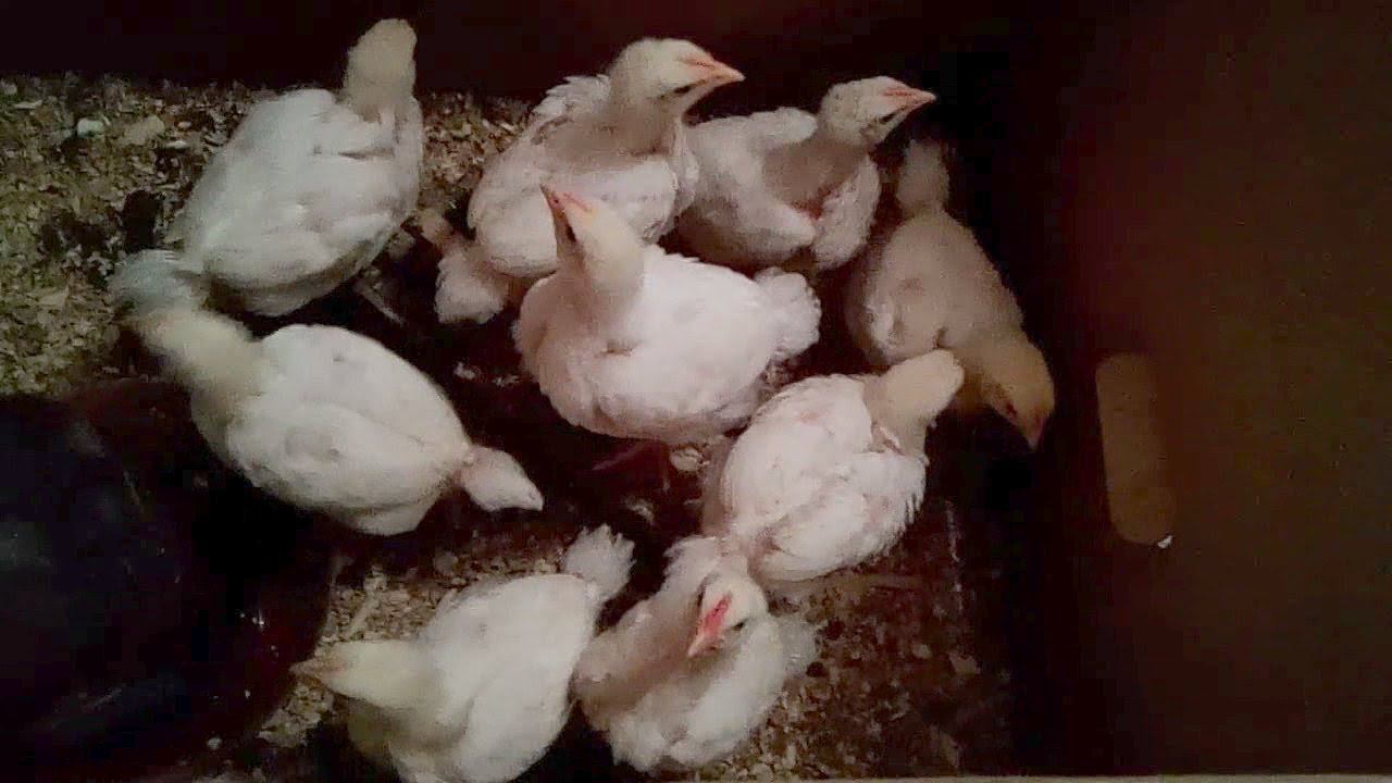 КАК МЫ СОДЕРЖИМ ЦЫПЛЯТ БРОЙЛЕРОВ И ЯИЧНО-МЯСНЫХ ЦЫПЛЯТ смотреть онлайн