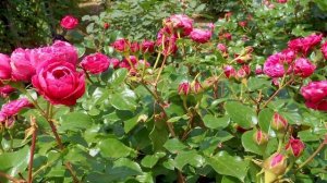 1000011048.mp4.  " зачем господь создал тебя такой...